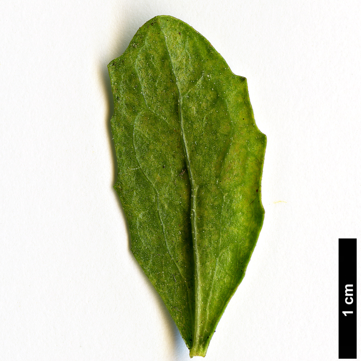 High resolution image: Family: Asteraceae - Genus: Baccharis - Taxon: pilularis - SpeciesSub: var. consanguinea